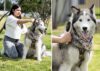 CEPILLOS PARA MASCOTAS LAIKA - Imagen 7