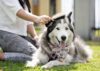 CEPILLOS PARA MASCOTAS LAIKA - Imagen 2