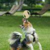JUEGO PARA MASCOTAS - Imagen 2