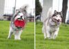 FRISBY PARA MASCOTAS HACHIKO - Imagen 6