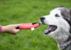 FRISBY PARA MASCOTAS HACHIKO - Imagen 8