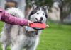 FRISBY PARA MASCOTAS HACHIKO - Imagen 2